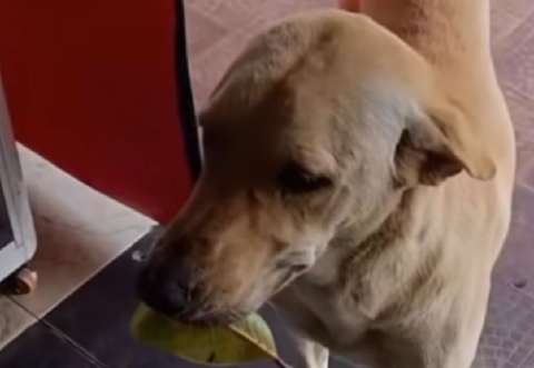 La historia de Chester, el perrito que aprendió a “pagar” por su comida