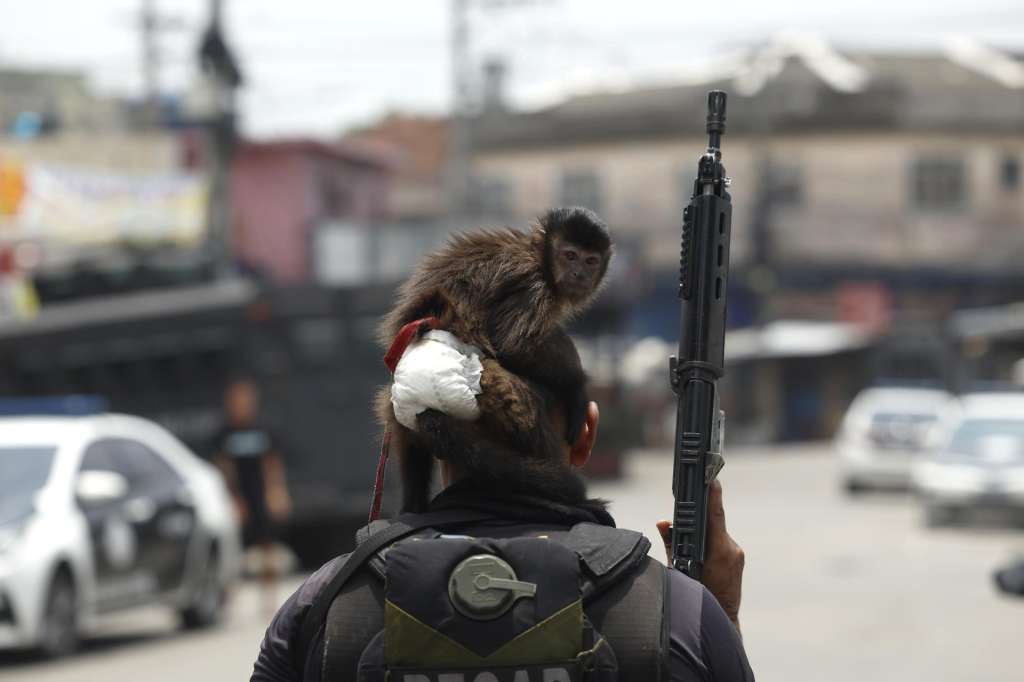 AME2687. RÍO DE JANEIRO (BRASIL), 28/10/2025.- Fotografía que muestra un mono sobre la cabeza de un integrante de la Policía de Río de Janeiro durante un operativo este martes, en Río de Janeiro (Brasil). Al menos veinte personas murieron y medio centenar fueron detenidas en medio de una gran operación policial contra el Comando Vermelho, una de las más poderosas bandas del crimen organizado de Río de Janeiro.EFE/ Antonio Lacerda