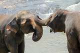 La historia del único elefante nacido de dos especies