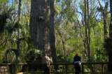 Piden clonar árbol de dos mil años en Estados Unidos