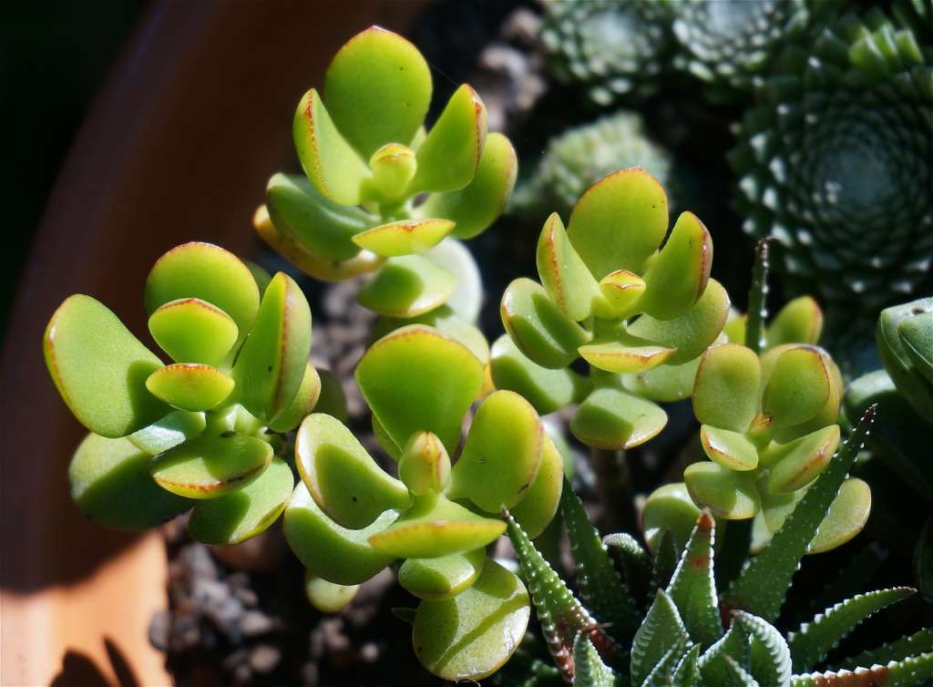 El Jade es una variedad de suculenta de fácil mantenimiento.