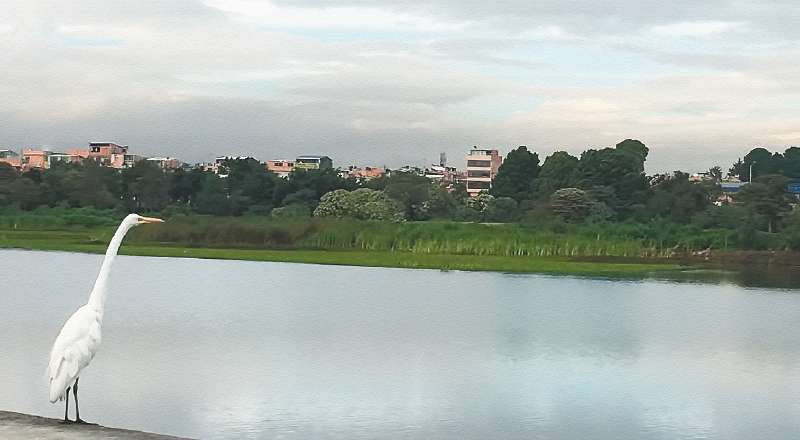 Los humedales ocupan 667 hectáreas en la ciudad. / Secretaría de Ambiente