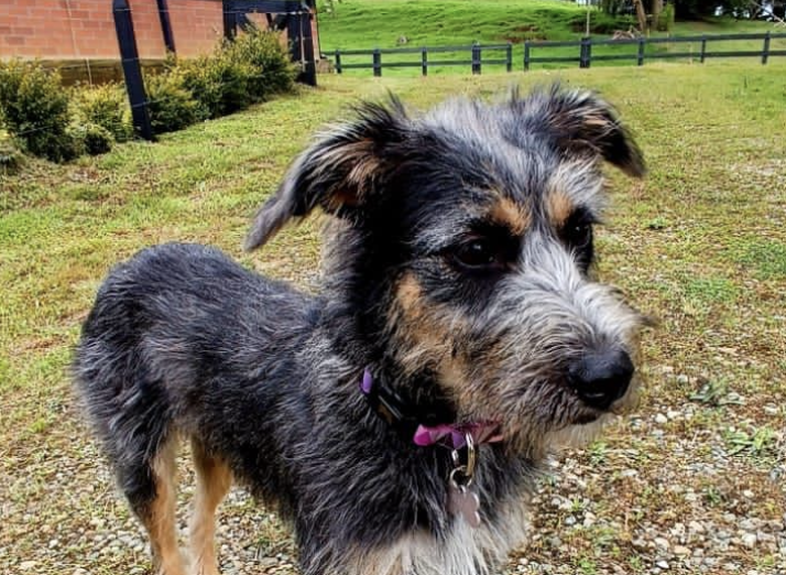 Ella es Dua Lipa, la canina que interpretó a Mijito en la novela de Rigo.