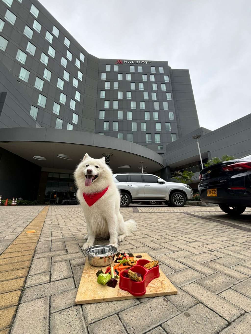 Los hoteles de Marriott International están preparados para recibir a su perro con los brazos abiertos.