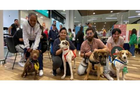 Diez animales iniciaron una nueva vida tras jornada del IDPYBA: esta es la historia