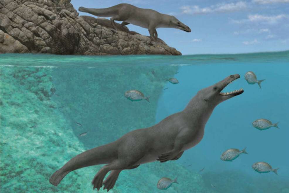 Reconstrucción artística de dos individuos de Peregocetus, uno de ellos de pie sobre la costa rocoso del Perú actual y el otro cazando peces. La presencia de un golpe de suerte en la cola sigue siendo hipotética. / A. Gennari