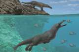 La ballena que viajó a cuatro patas hasta llegar al Pacífico