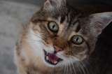 ¿Qué significa cuando un gato se queda con la boca abierta?