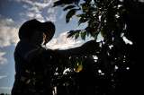 ‘Junio, mes de 850 mil sacos de café’