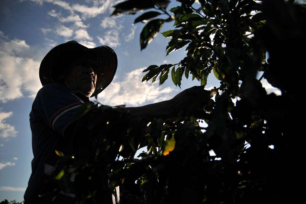 En lo corrido de este año, según cifras de la Federación, se han entregado cerca de $80.000 millones en subsidios cafeteros. / Archivo - El Espectador