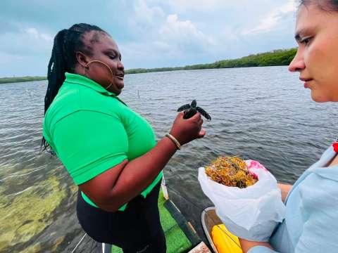 Reportan a una tortuga pocas veces vista en el archipiélago de San Andrés: así la liberaron