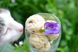¡Fácil, rápida y nutritiva! Receta casera de helado para gatos