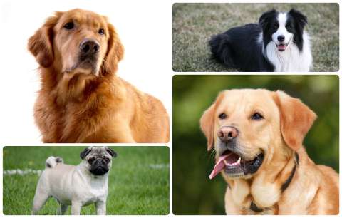 ¿Cuáles son las razas de perros que viven más años? La ciencia tiene una respuesta