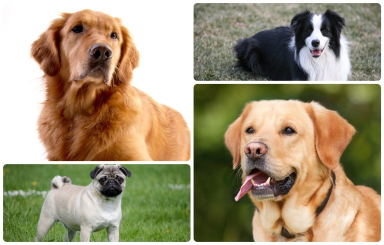 ¿Cuáles son las razas de perros que viven más años? La ciencia tiene una respuesta