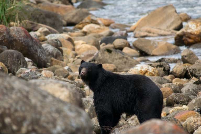 En Colombia está prohibida la cacería de osos. El oso andino es la única especie del continente suramericano.