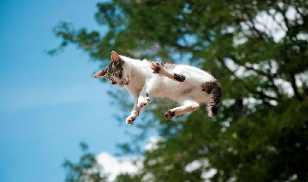 Gato cayendo.