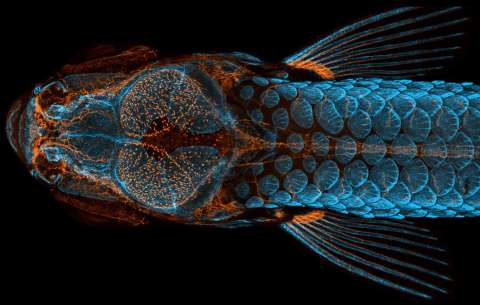Ganadores del concurso de microfotografía “Small World 2020”