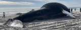 (Fotos) Ballena jorobada fue encontrada muerta en las costas de Nueva York