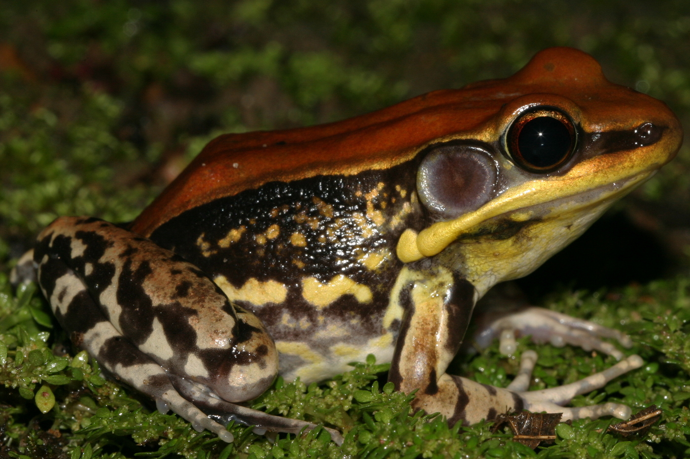 Rana (Hydrophylax bahuvistara) produce un péptido capaz de liquidar el virus de la gripe H1 en ratones. / David V. Raju