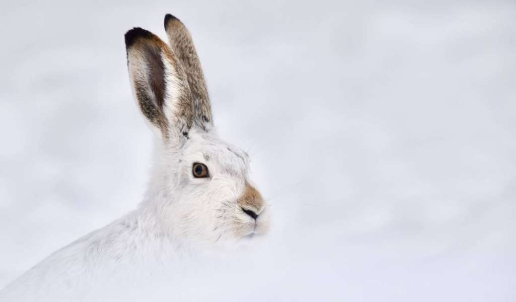 la variación de estos genes permite que se adapten rápidamente a la progresiva disminución de la cantidad de nieve acumulada.