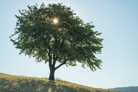 ¿Cómo se llama el fruto del olmo y para qué sirve?