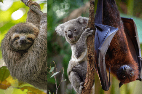¿Cuál es el animal que más duerme?: pasa casi toda su vida durmiendo