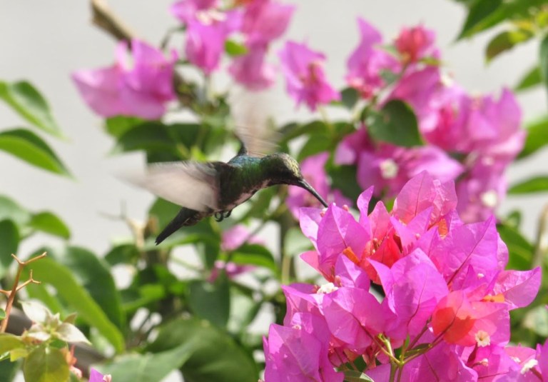 Los colibríes y las plantas: especies que puede tener para atraerlos
