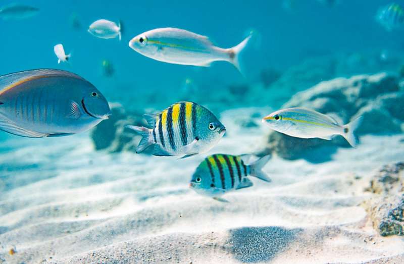 Las mejores actividades de esnórquel y buceo del Caribe se realizan en Aruba.