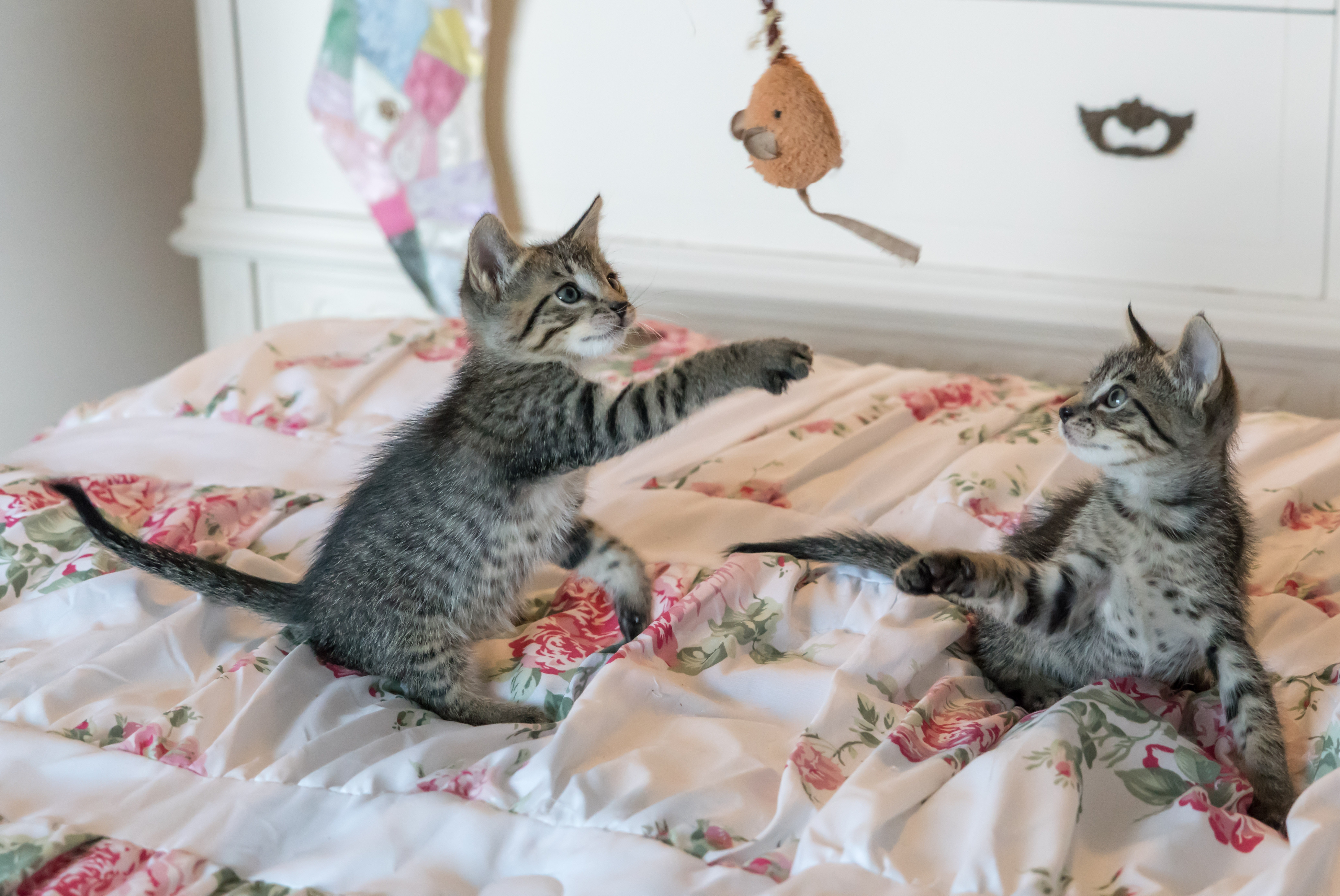 ¿Cómo entrenar a mi gato y enseñarle trucos? Siga estos consejos