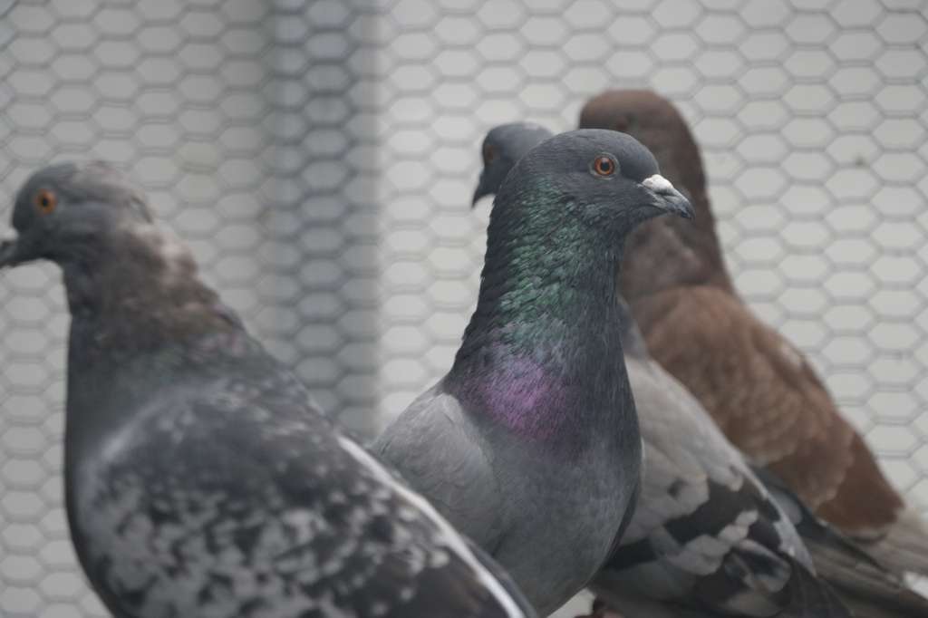 Clínica de Palomas de Bogotá, ubicada en zona rural de Usme.