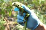 Regresan a su hábitat a 70 animales víctimas de tráfico de fauna silvestre en Bogotá