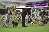 ¿Qué hacer en el tercer día de Expopet 2024? Le contamos de actividades y horarios