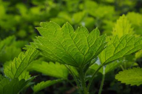 Más de 28.000 plantas tienen propiedades medicinales, muchas desaprovechadas