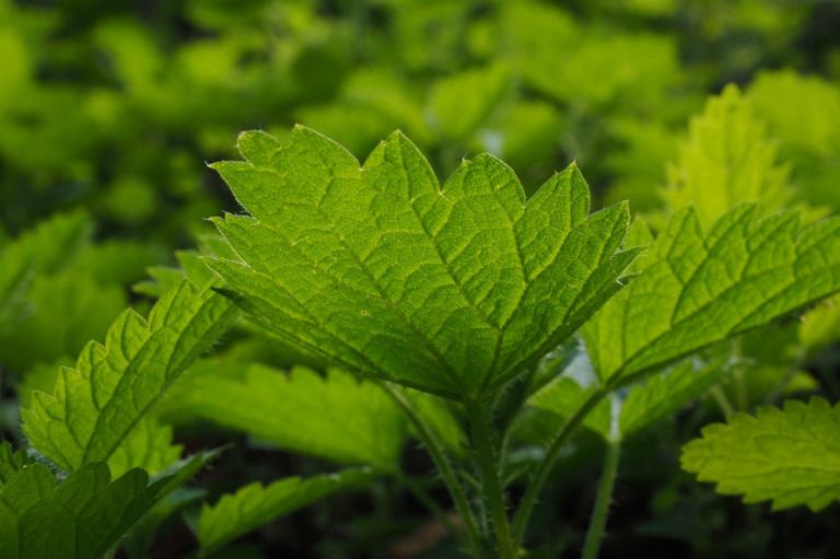 Más de 28.000 plantas tienen propiedades medicinales, muchas desaprovechadas