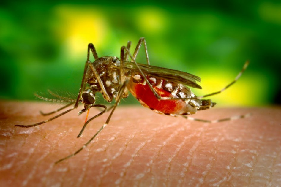 El mosquito Aedes Aegypti, transmisor del zika. / Flickr - entavery