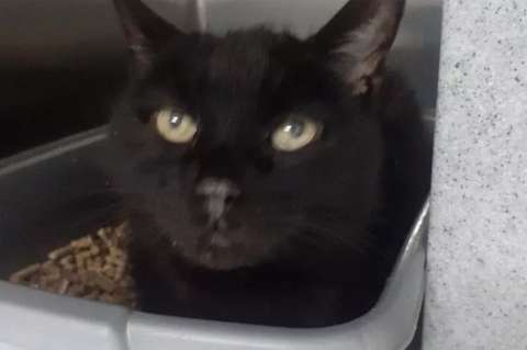 La historia de Simba, un gato de 18 años que fue abandonado en un parqueadero