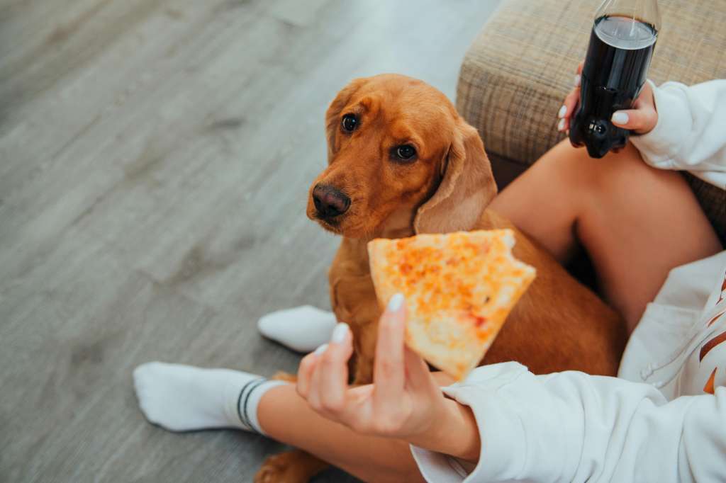 La alimentación industrializada, tanto para personas como para mascotas, se ha vuelto una constante.