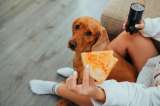 El peso que compartimos: la salud de las mascotas revela los excesos de sus tutores