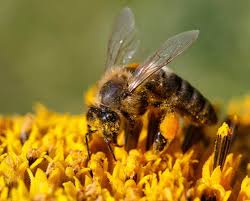 The World Bee Project CIC se asocia con la Escuela de Agricultura, Política y Desarrollo de la Universidad de Reading, una de las diez escuelas de agricultura más importantes del mundo. / Pixinio