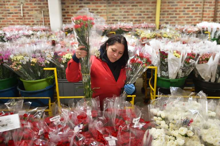 Floricultores Cultivo Rosas