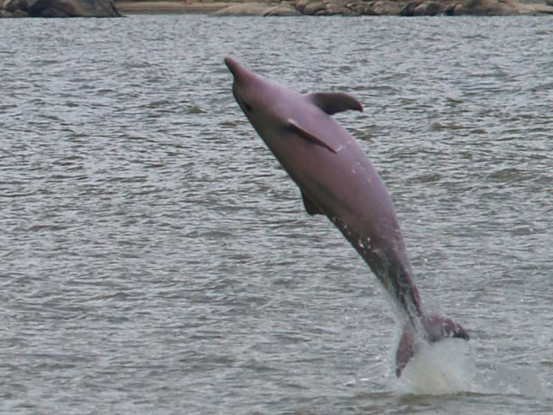 Esta especie se encuentra en las cuencas del Amazonas y Orinoco en Suramérica.
