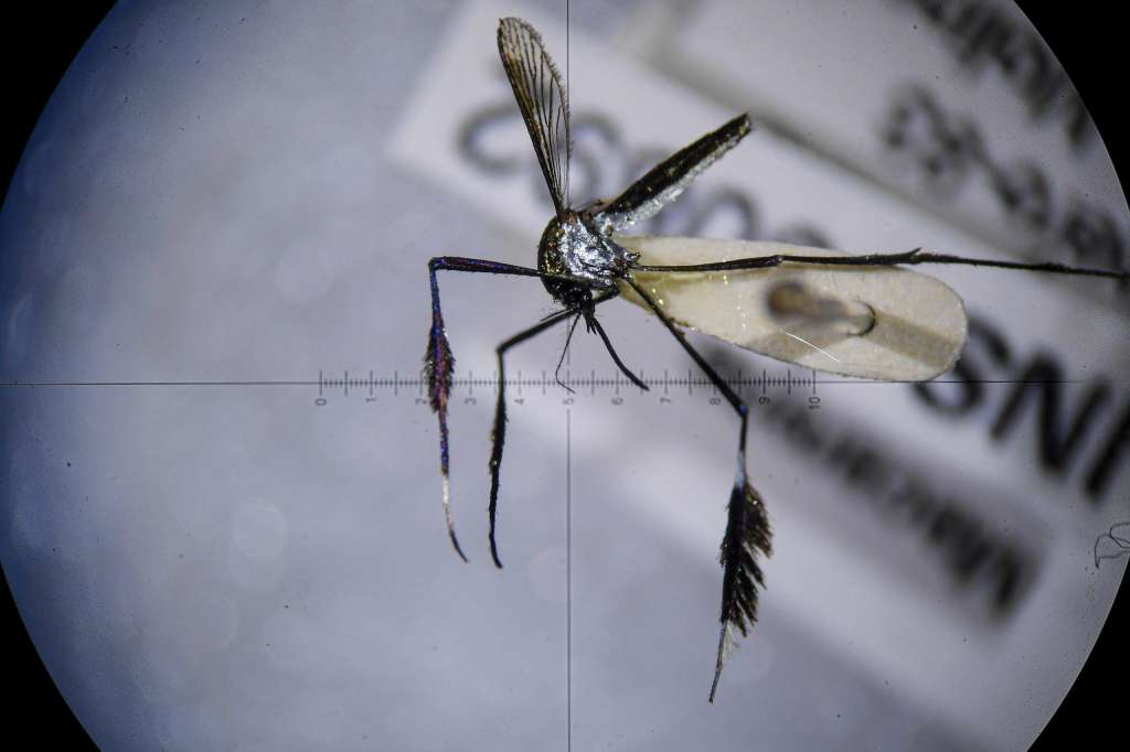 Mosquitos de la fiebre amarilla