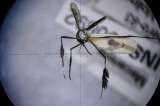 Tras el rastro de los mosquitos que transmiten el virus de la fiebre amarilla