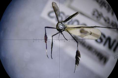 Tras el rastro de los mosquitos que transmiten el virus de la fiebre amarilla