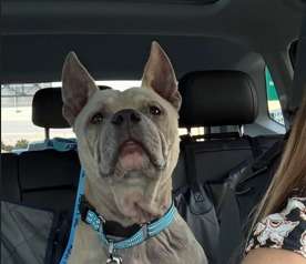 Perrito fue rescatado 40 minutos antes de su eutanasia gracias a una publicación en redes