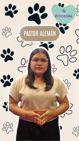 (Video) El pastor alemán, una de las razas de perros más inteligentes del mundo