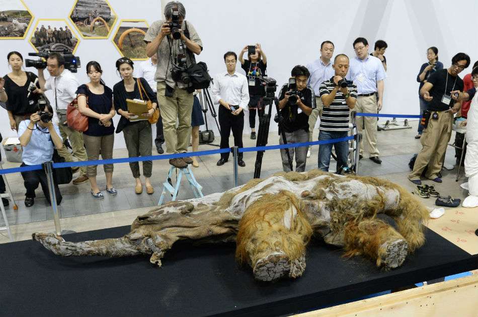 Yuka fue exhibida en Japón en 2014, cuatro años después de su descubrimiento. / EFE.