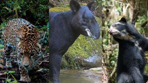 ¡Prográmese! Llega la octava edición del Festival del Oso y la Danta en el Huila