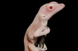 El lagarto albino, primer reptil modificado genéticamente