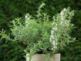 ¿Por qué algunas plantas son más domesticables que otras?